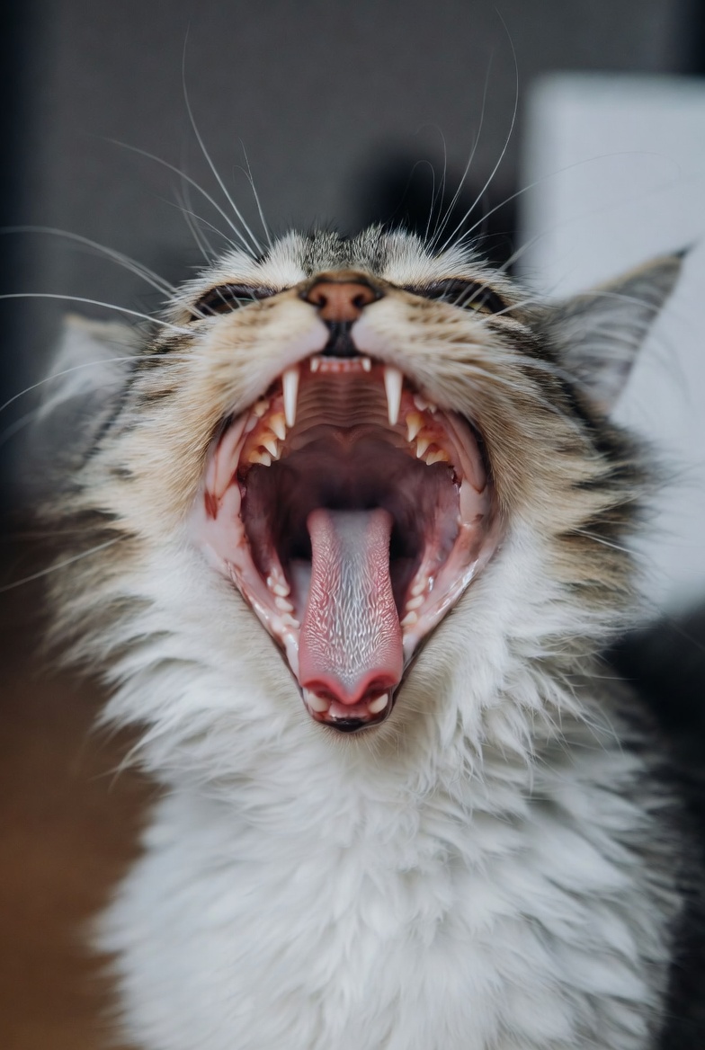 Cat with stage 2–3 periodontal disease — significant tartar buildup and inflamed gingiva requiring professional cleaning