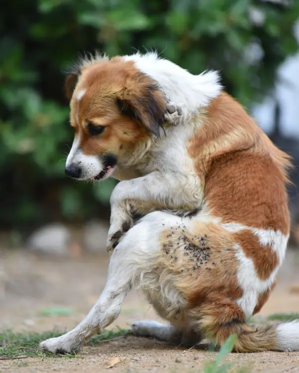 Dog scratching due to flea infestation — a common sign of external parasite burden