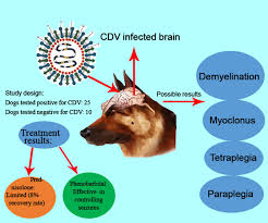Veterinary assessment of a dog with suspected distemper showing neurological signs — early diagnosis is critical for outcome
