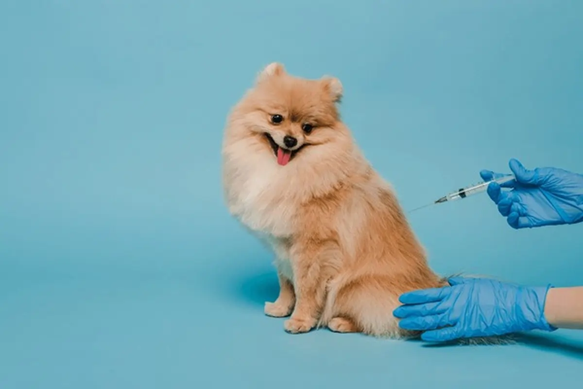 Veterinarian vaccinating a puppy