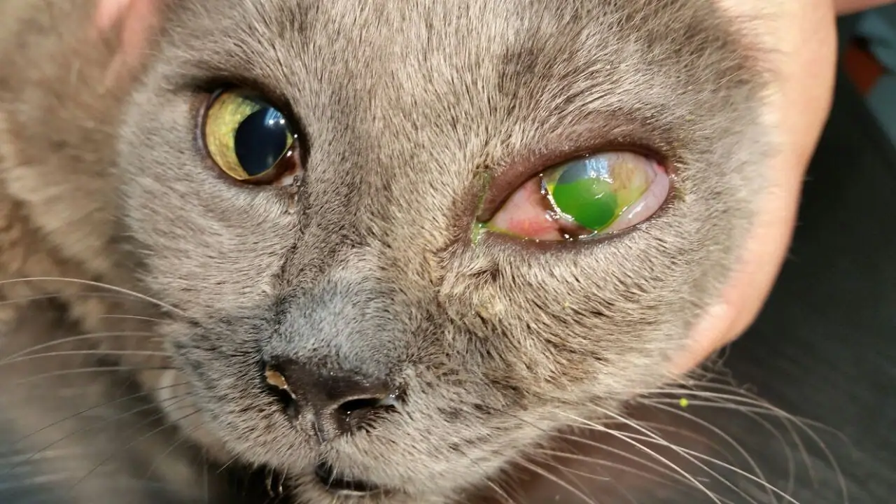 Cat with visible eye discharge — a common sign requiring veterinary assessment
