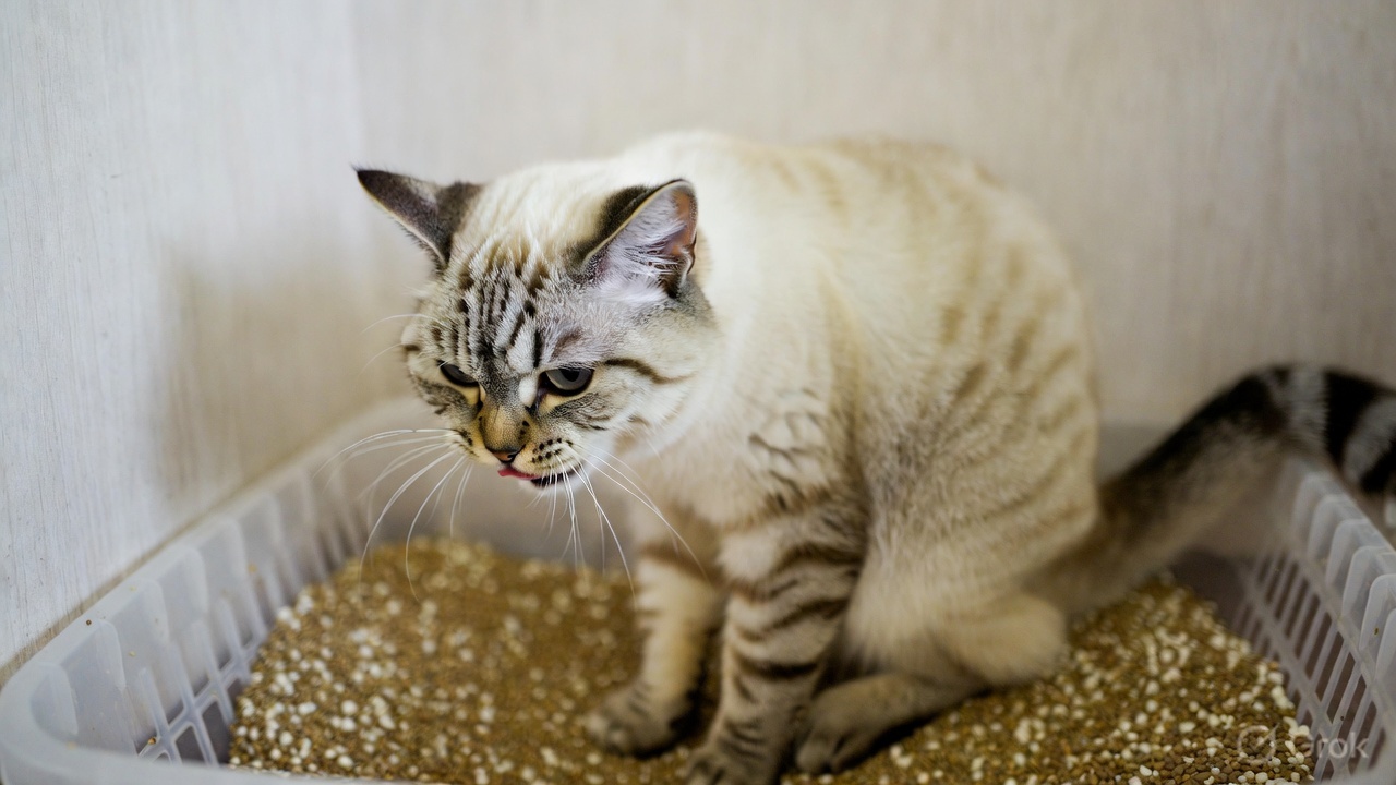 Cat straining in litter box — classic FLUTD sign requiring immediate veterinary attention if no urine is produced