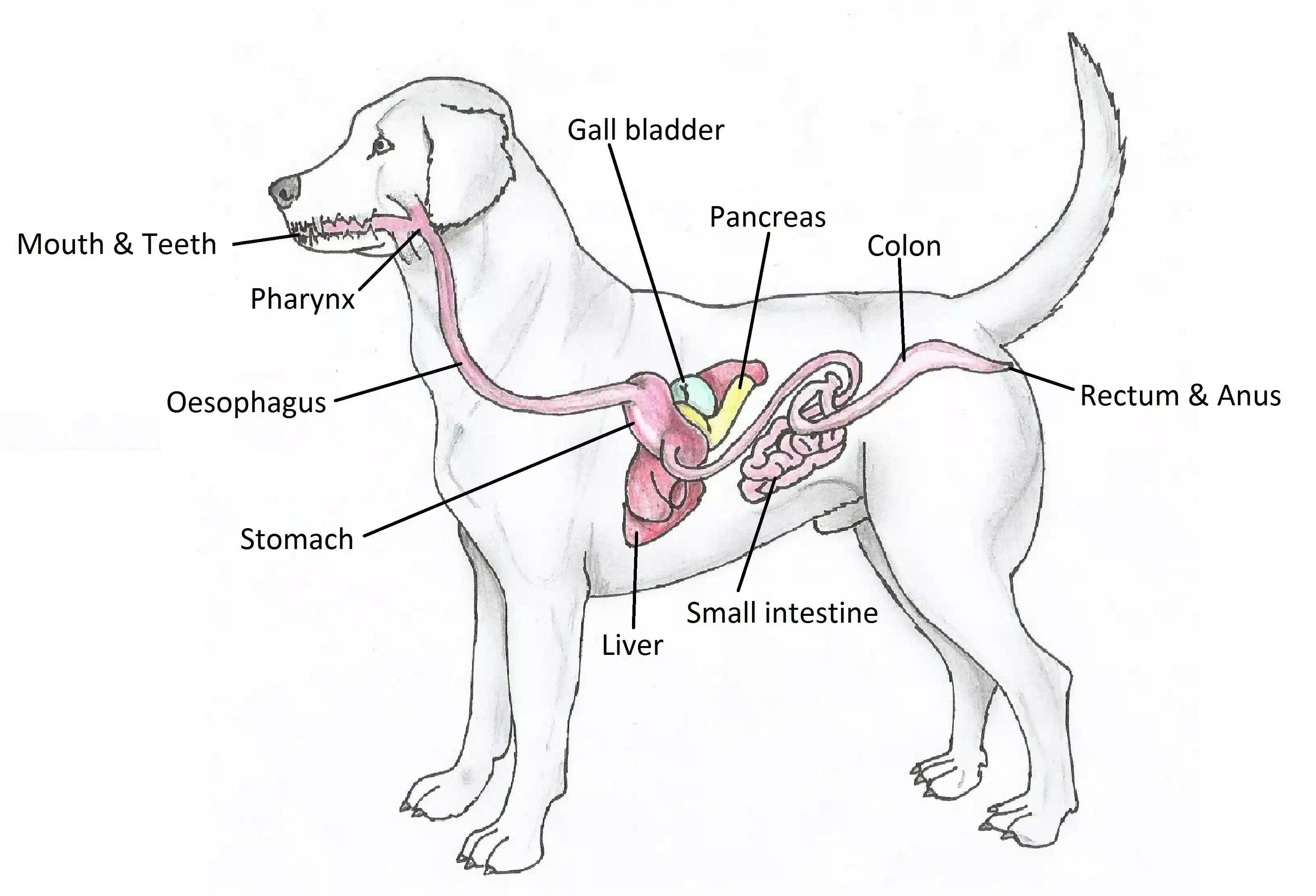 Diagram of the canine digestive system showing stomach, small and large intestine