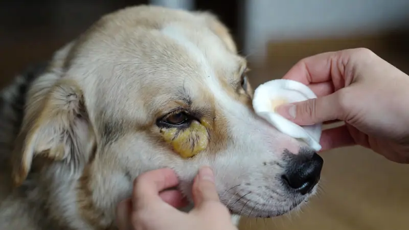 Owner gently cleaning a dog's eye discharge with a damp cotton pad at home