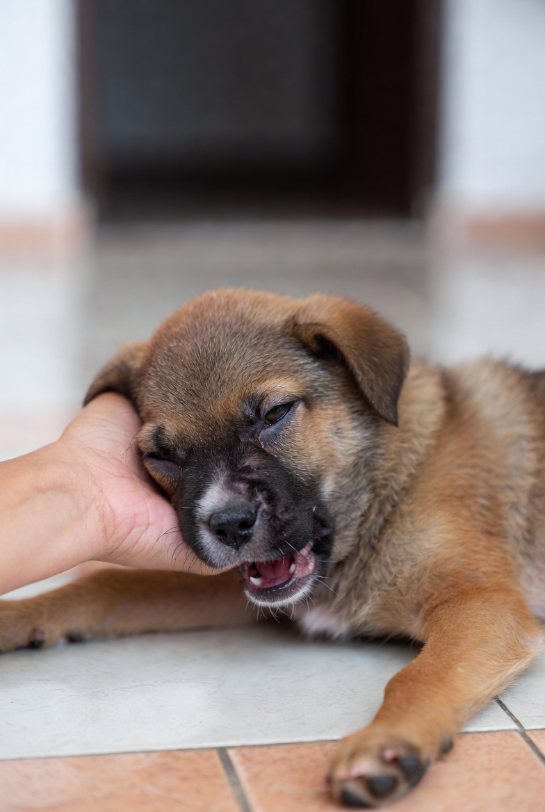 Dog showing emergency signs: collapse and pale gums