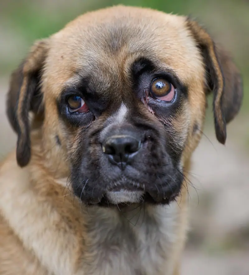 Dog showing a prolapsed third eyelid gland (cherry eye) — red fleshy mass visible at the medial corner of the eye