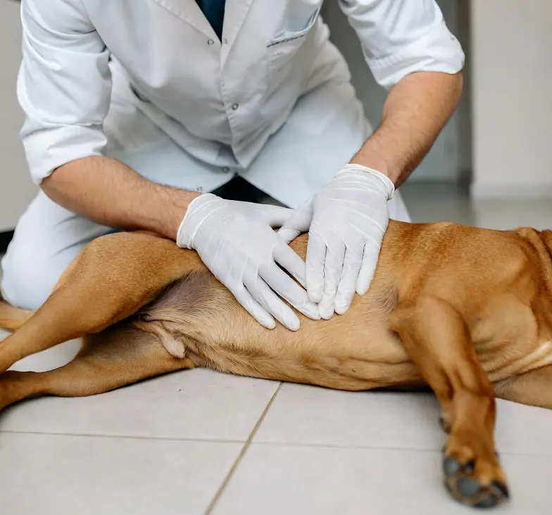 Veterinarian palpating a dog's abdomen to assess digestive system health